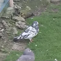 غریب|پرنده|خمام, |دیوار