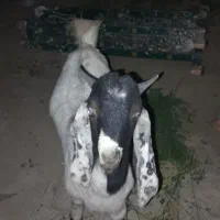 گوسفند کاموری|حیوانات مزرعه|ایرانشهر, |دیوار