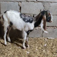 بز نیدی با افغانی|حیوانات مزرعه|اهواز, پاستوریزه|دیوار