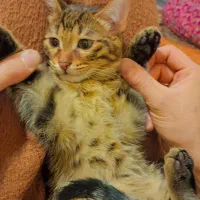 واگذاری رایگان|گربه|ارومیه, |دیوار