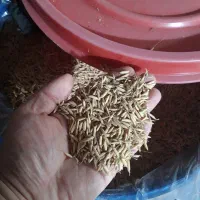 تخم جو هاشمی و دم سیاه