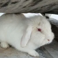 خرگوش لوپ نر