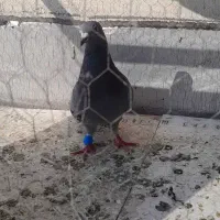 سبز المانی سرهال