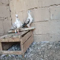 پرنده