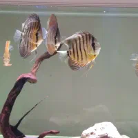 دیسکس|ماهی|مبارکه, |دیوار