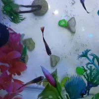 گوپی|ماهی|فردیس, شهرک شهید حسینی|دیوار