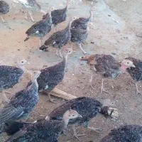 بوقلمون ۳ ماهه