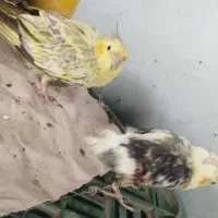 عروس هلندی جوفتی 600