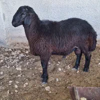 بره نره درجه ۱