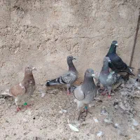 کفتر پرشی