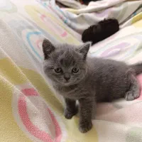 بچه گربه بریتیش