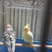 فروش فوری عروس هلندی و مرغ عشق|پرنده|شهرضا, |دیوار