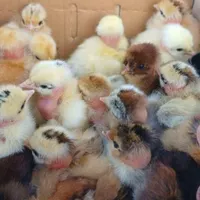 جوجه مرغ و خروس گردن لخت کاکلی و محلی اصیل