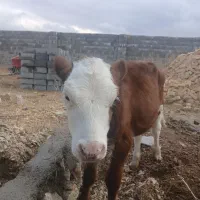 ماده