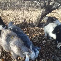 فروش  ۹عدد بز غاله نرو ماده|حیوانات مزرعه|سیلوانه, |دیوار