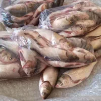 صید تازه ماهی جنوب خوش طعم فقط کیلویی ۲۶۰