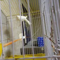 قناری سوپر مست مست مست