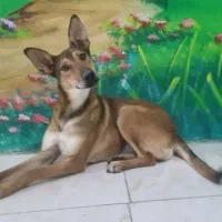 سگ مالینویز