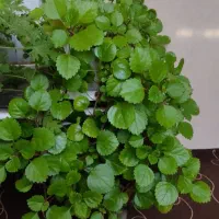 گل پیچک سوعدی و مرجان مینیاتوری