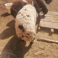 بره بومی وگوشت بره|حیوانات مزرعه|میبد, |دیوار