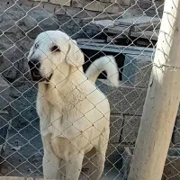 توله سگ پژدر نر
