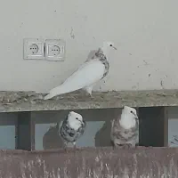 کبوتر فروشی|پرنده|اهواز, زیتون کارمندی|دیوار