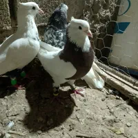 کبوتر رنگی|پرنده|شوشتر, |دیوار