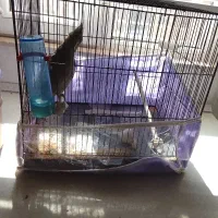 عروس هلندی|پرنده|اردبیل, |دیوار