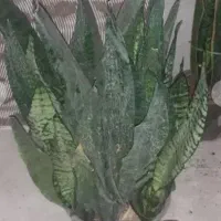 کالای منزل|کنسول، بازی ویدئویی و آنلاین|بروجرد, |دیوار