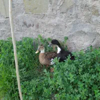 دوتااردک خوشگل