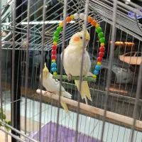 عروس هلندی جفت دستی