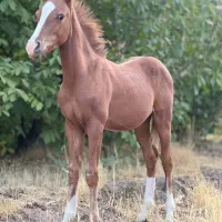 آموزش سوارکاری و خرید و فروش اسب