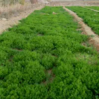 شوید و اسفناج|خوردنی و آشامیدنی|امیرآباد, |دیوار