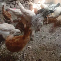 جوجه|حیوانات مزرعه|نرماشیر, |دیوار