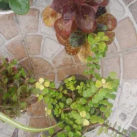 گلهای طبیعی|گل و گیاه طبیعی|مسجد سلیمان, |دیوار