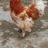 فروش مرغ برهما|حیوانات مزرعه|شفت, |دیوار