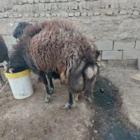 گوسفند قوچ|حیوانات مزرعه|طاغنکوه, |دیوار