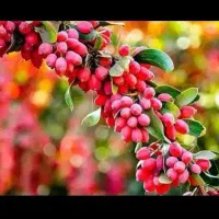 زرشک تازه ابداروخشکبار بیرجند|خوردنی و آشامیدنی|قرچک, زیبا شهر|دیوار