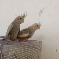 عروس هلندی|پرنده|آران و بیدگل, |دیوار