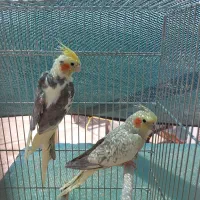 عروس هلندی|پرنده|شاهین‌شهر, دهخدا|دیوار