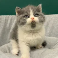 بیریتیش بایکالر پاندایی