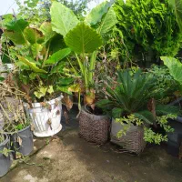 تعدادی گل ب فروش میرسد|گل و گیاه طبیعی|رودسر, |دیوار