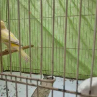 قناری نره بخوان وسهره