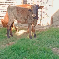 ۳راس گوساله ماده