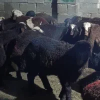 ۳۰راس بره پا پراور افشاری