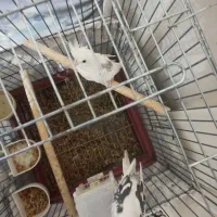 عروس هلندی دوکت