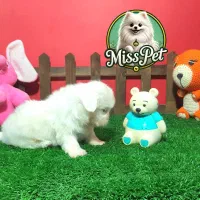 شیتزو سوپر فلت اصیل