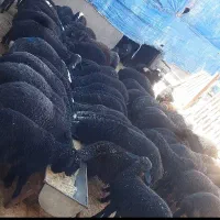 بره شال و افشاری