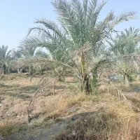 نخل|فروش دفتر صنعتی، کشاورزی، تجاری|سعدآباد, |دیوار