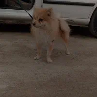 سگ پامر|سگ|زاهدان, |دیوار